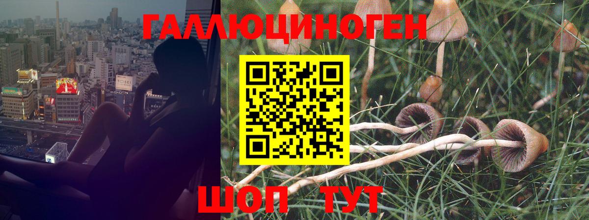 Галлюциногенные грибы Psilocybine cubensis  Вход с VPN  Благовещенск 